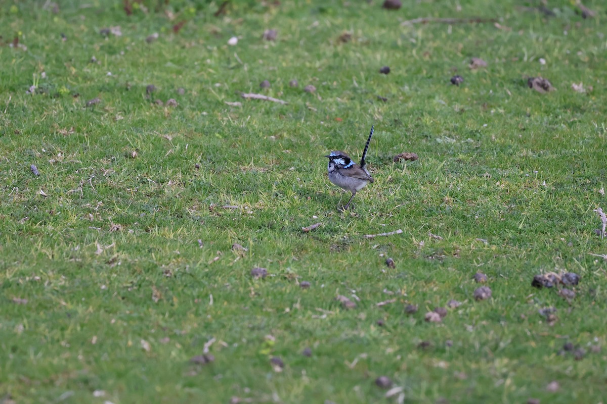 Superb Fairywren - ML641544215