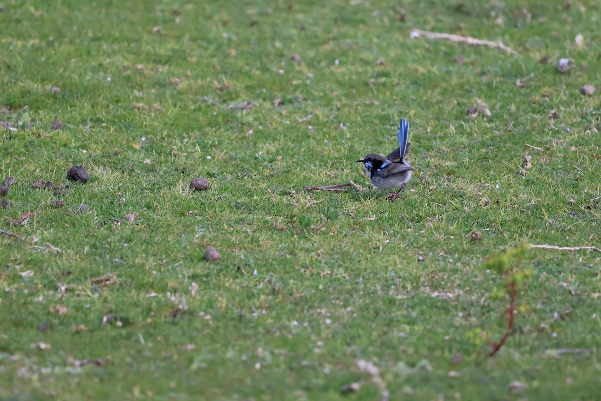 Superb Fairywren - ML641544216