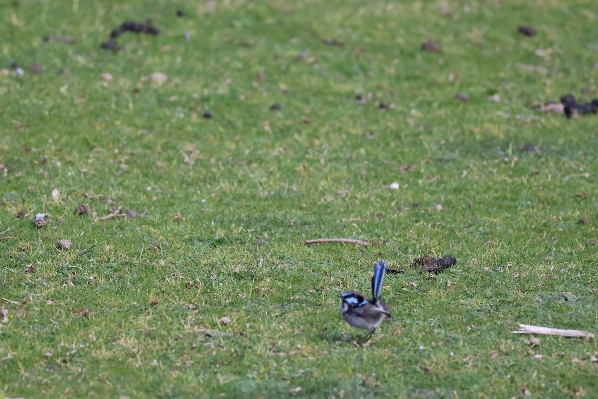 Superb Fairywren - ML641544217