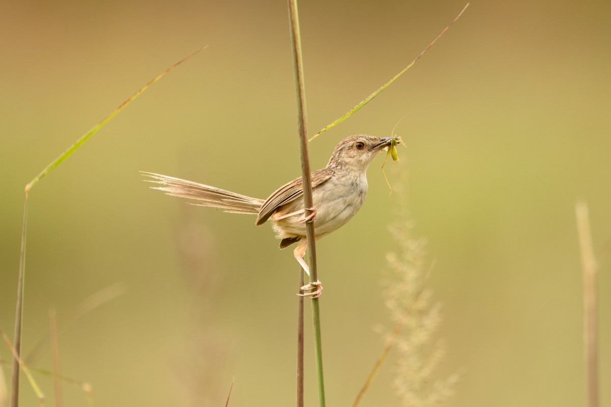 Striped Prinia - ML641544220