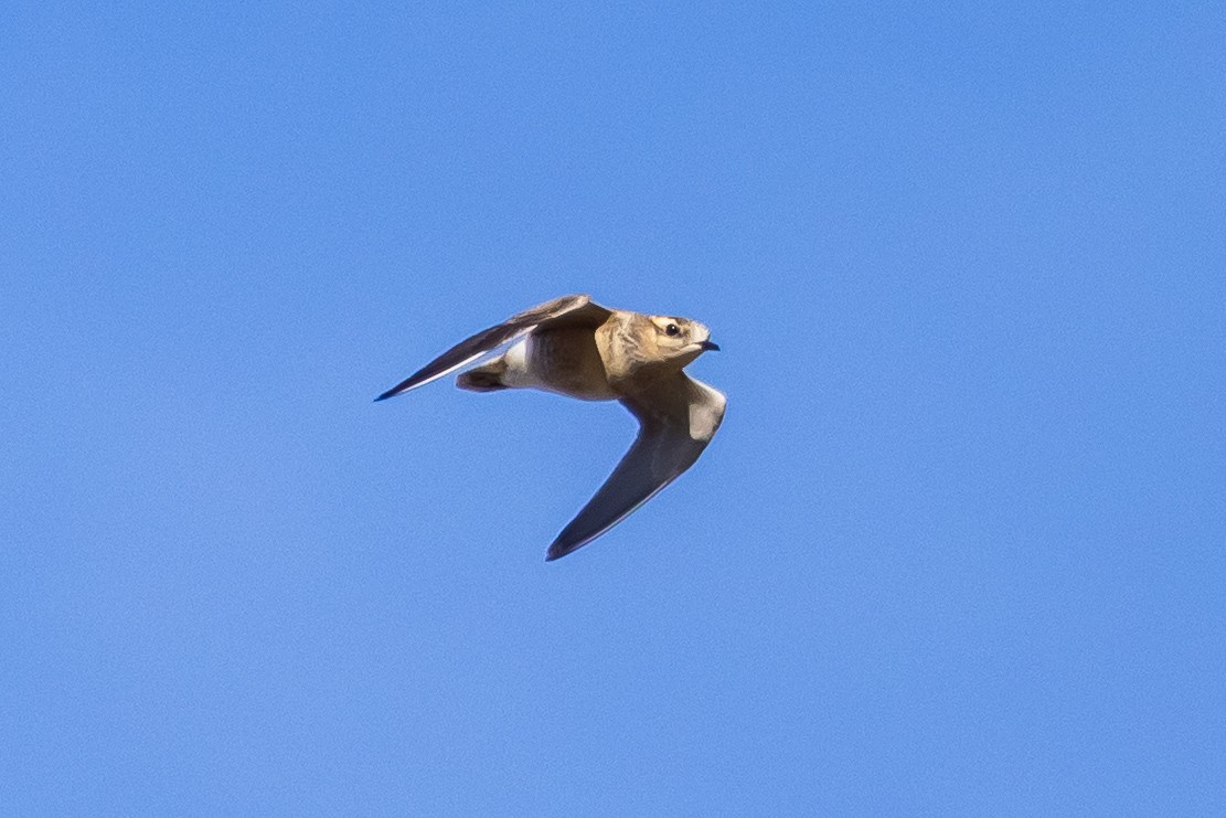 Урианхайн хиазат - ML641544221