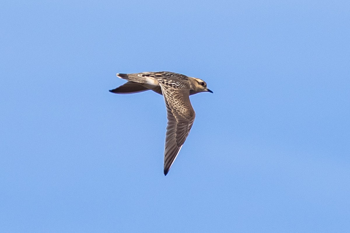 Урианхайн хиазат - ML641544222