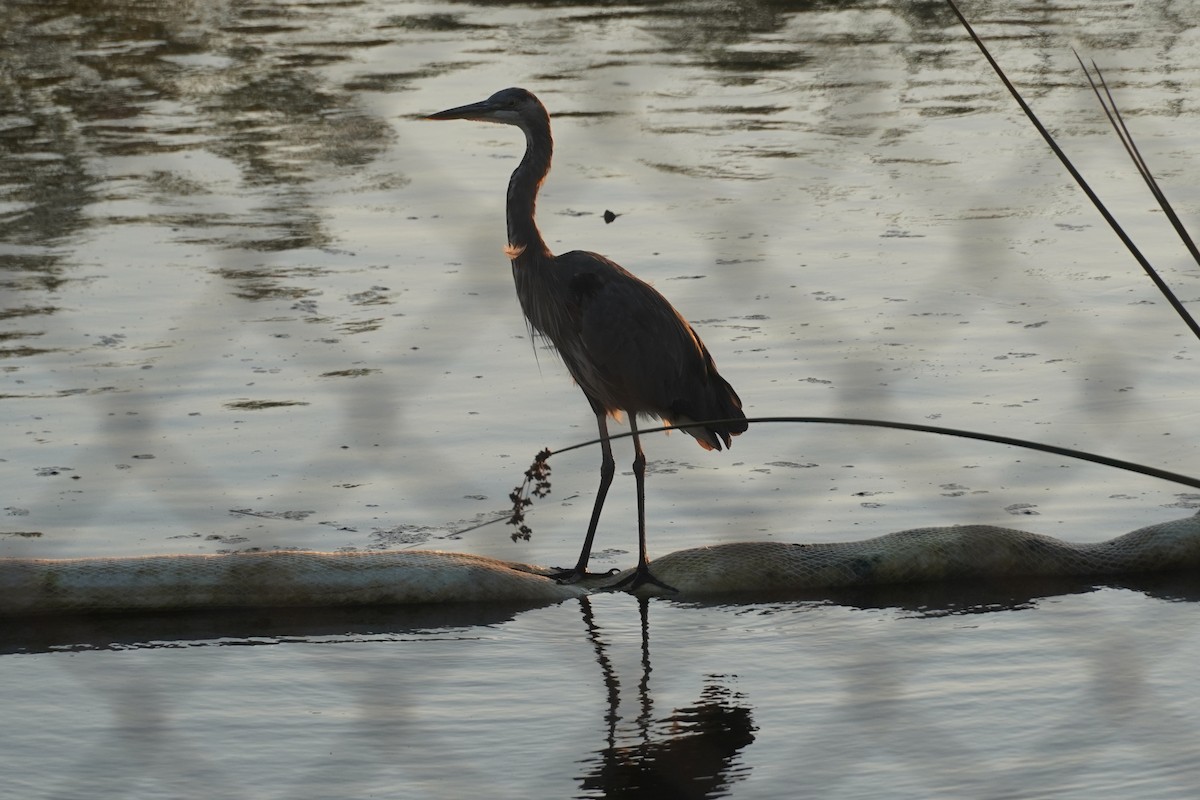 Great Blue Heron - ML641544227