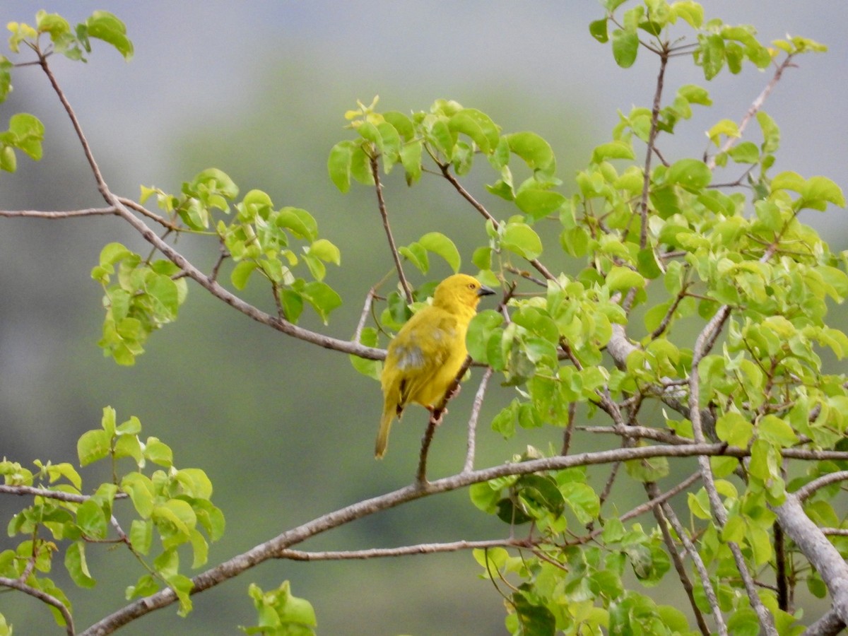 Holub's Golden-Weaver - ML641544229