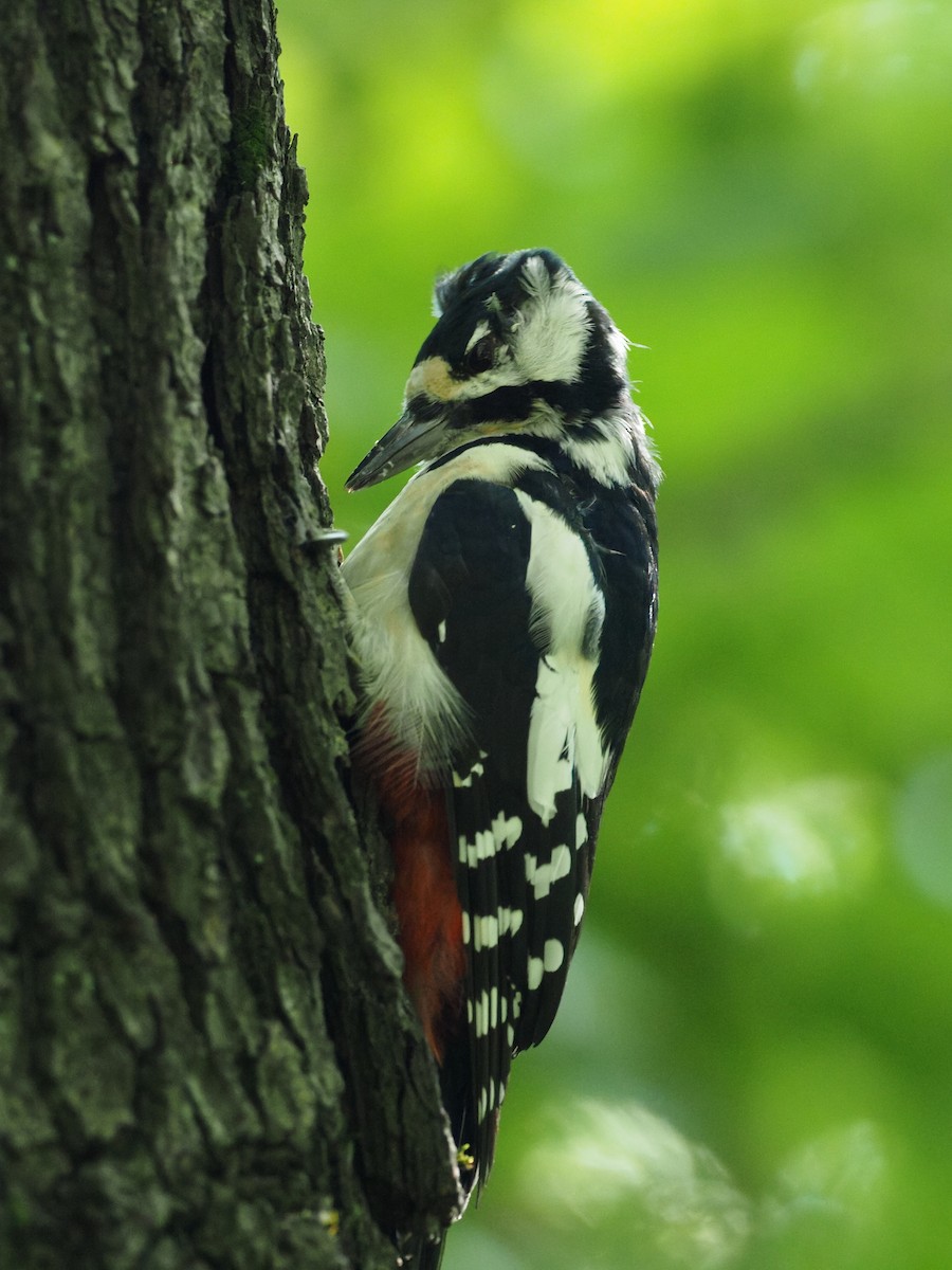 Great Spotted Woodpecker - ML641544250
