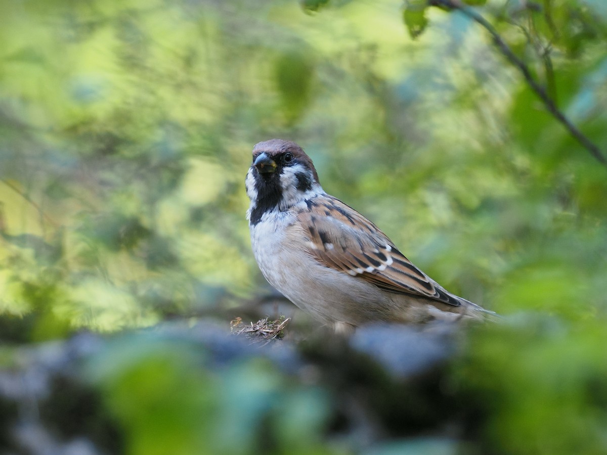 Eurasian Tree Sparrow - ML641544254