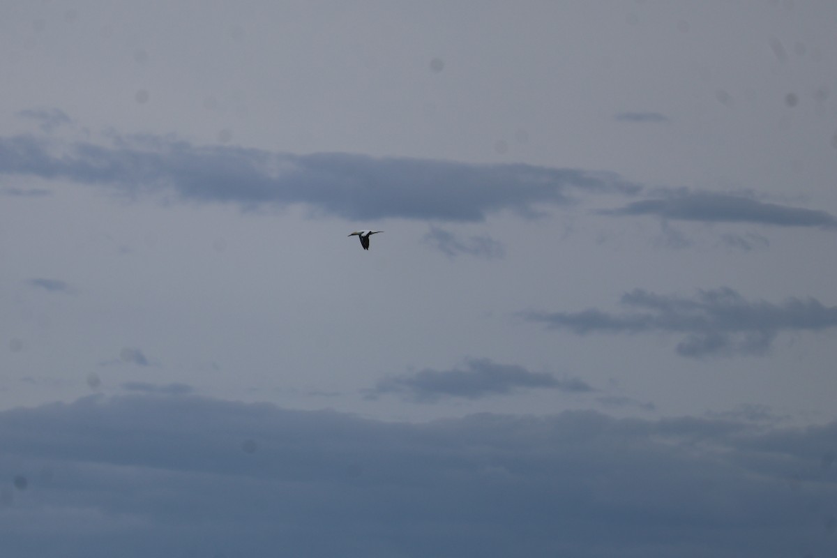 Australasian Gannet - ML641544255