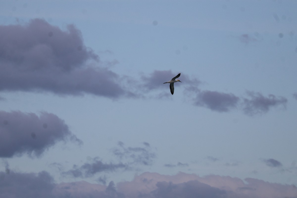 Australasian Gannet - ML641544256