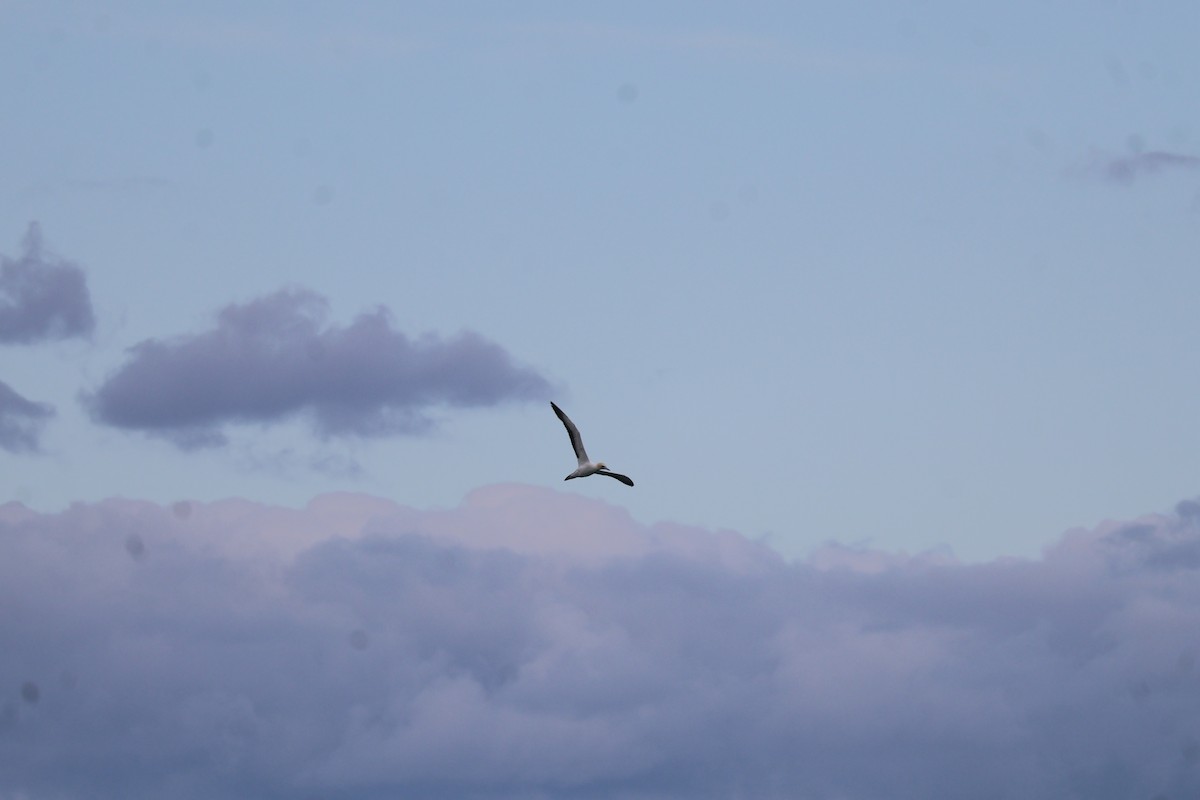 Australasian Gannet - ML641544257