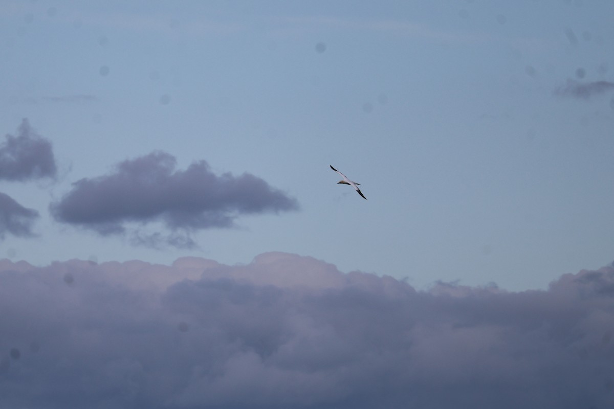 Australasian Gannet - ML641544258