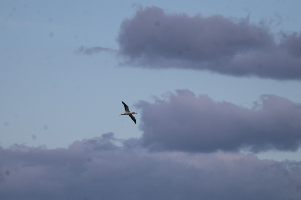 Australasian Gannet - ML641544259