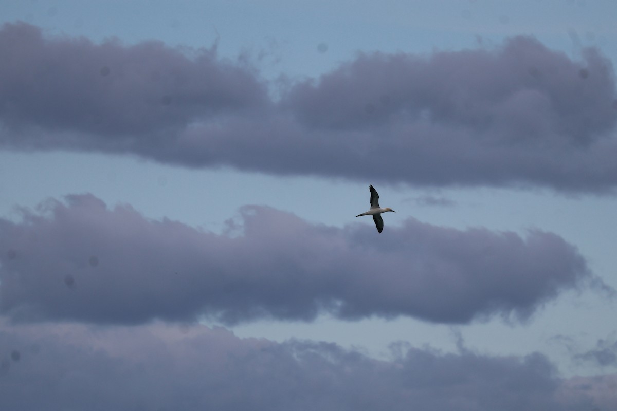 Australasian Gannet - ML641544260