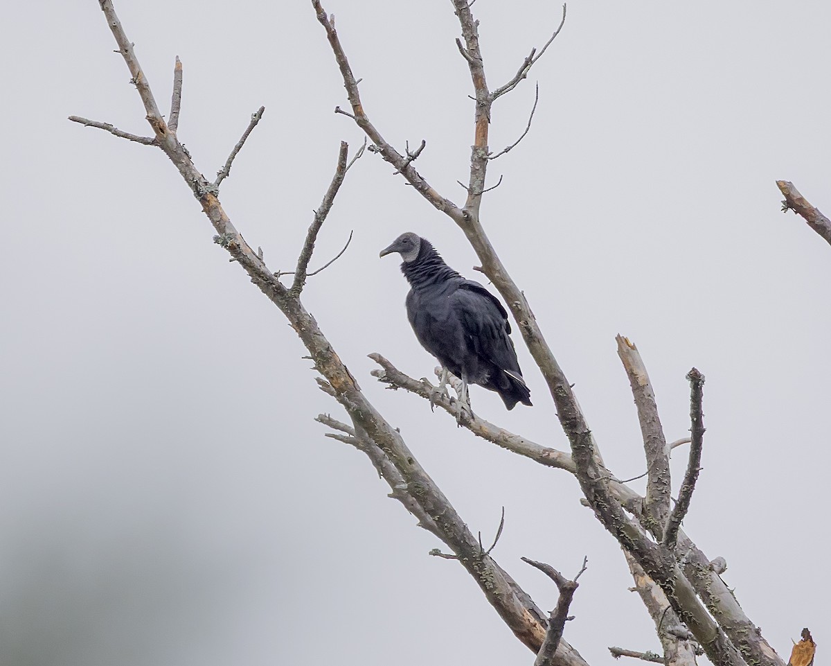 Black Vulture - ML641544338