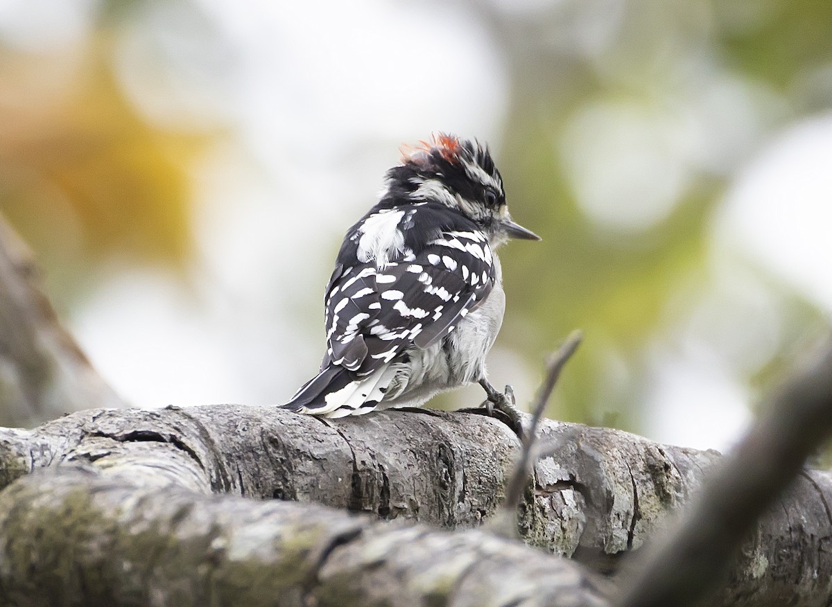 Downy Woodpecker - ML641544340
