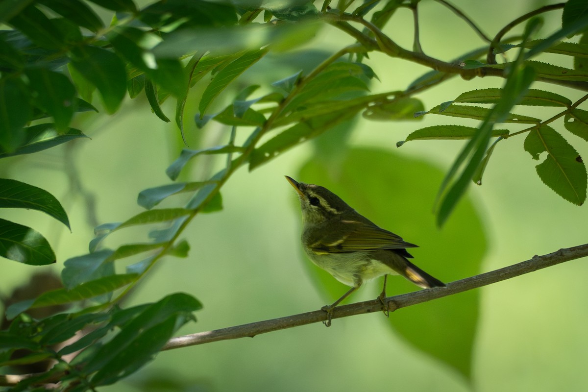 Mosquitero Patigrís - ML641544342