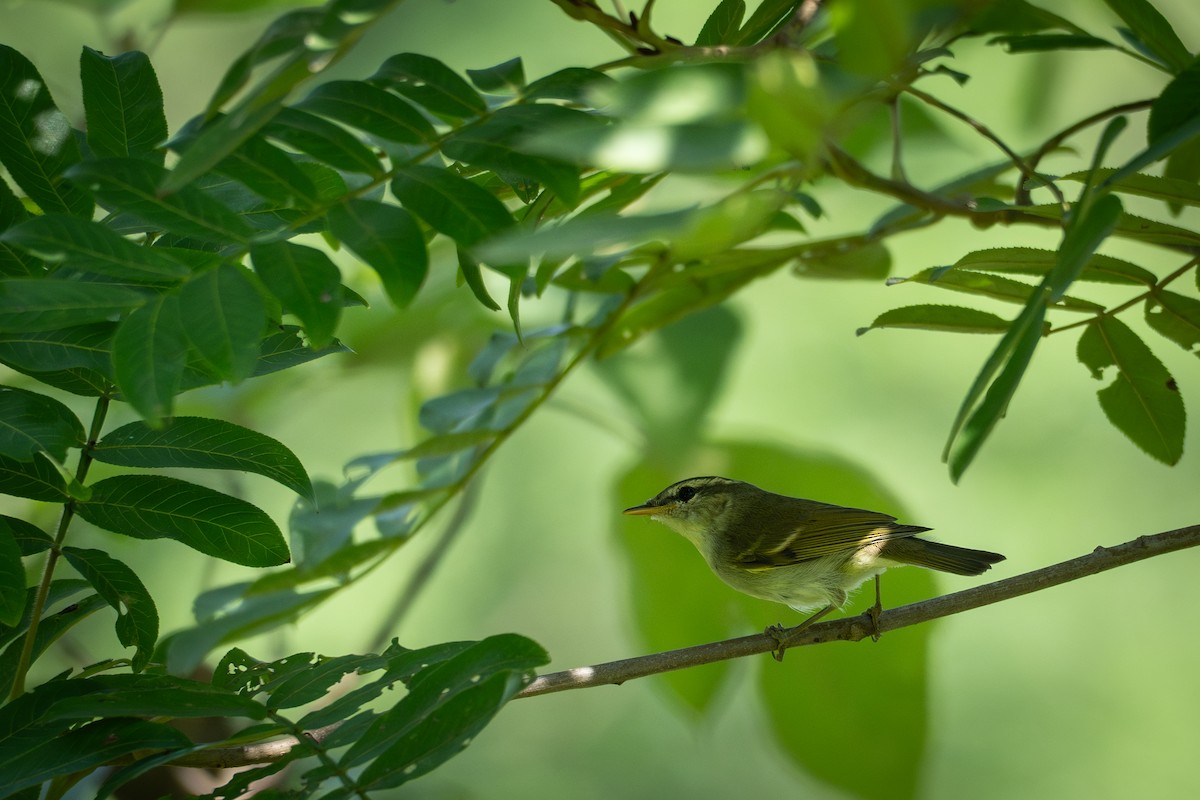 Mosquitero Patigrís - ML641544343