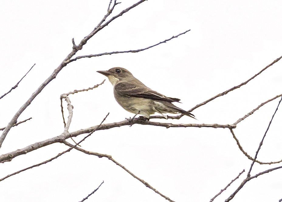 Olive-sided Flycatcher - ML641544344