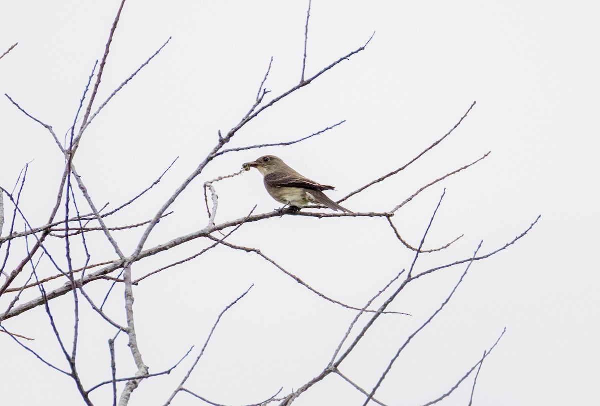 Olive-sided Flycatcher - ML641544345