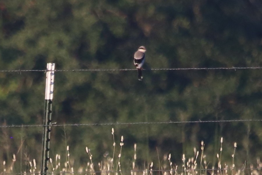 Loggerhead Shrike - ML641544377