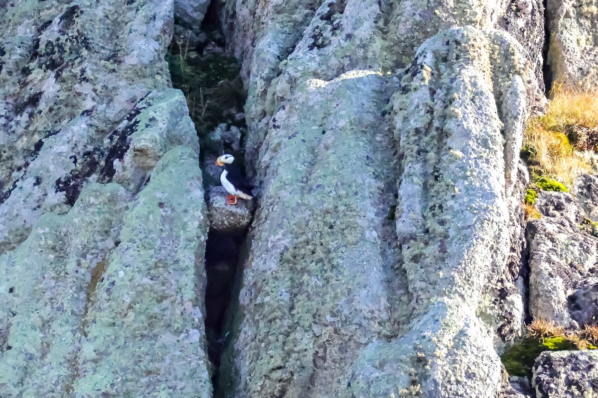 Horned Puffin - ML641544397
