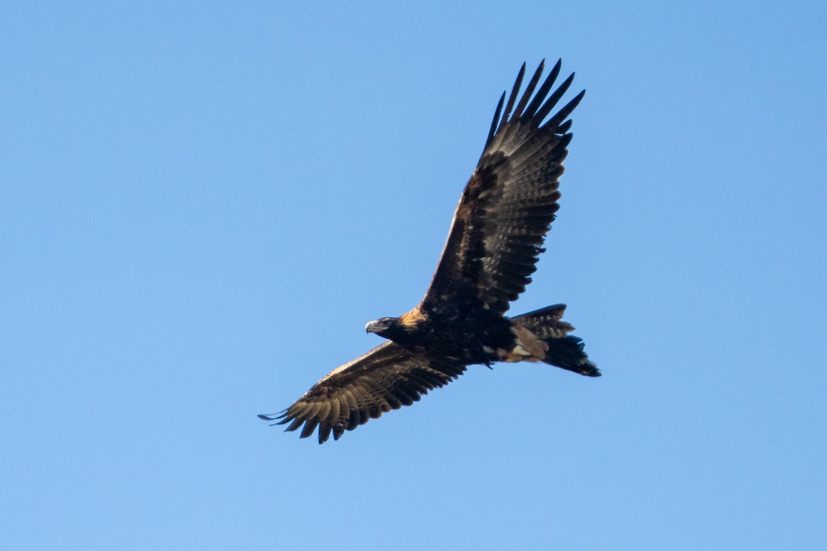 Aigle d'Australie - ML641544417