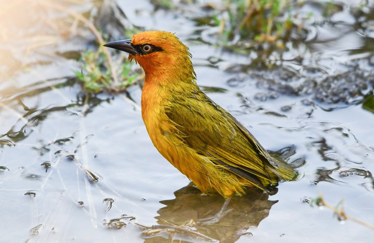 Spectacled Weaver - ML641544435