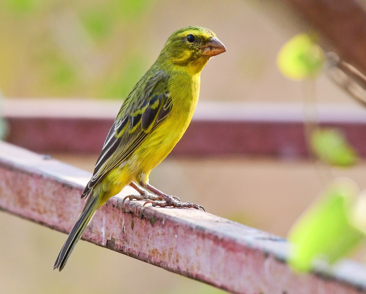 Brimstone Canary - ML641544443