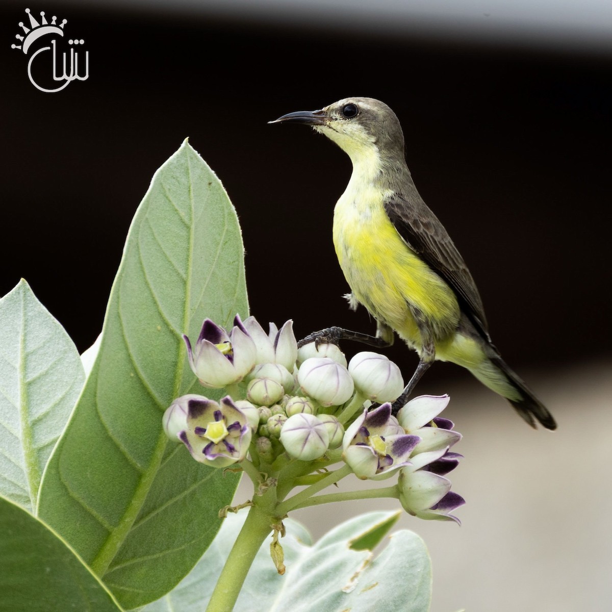 Nile Valley Sunbird - ML641544444