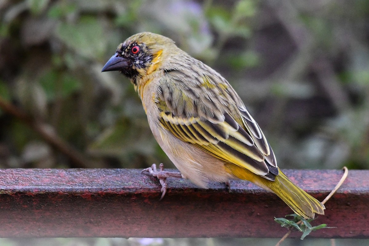 Southern Masked-Weaver - ML641544462