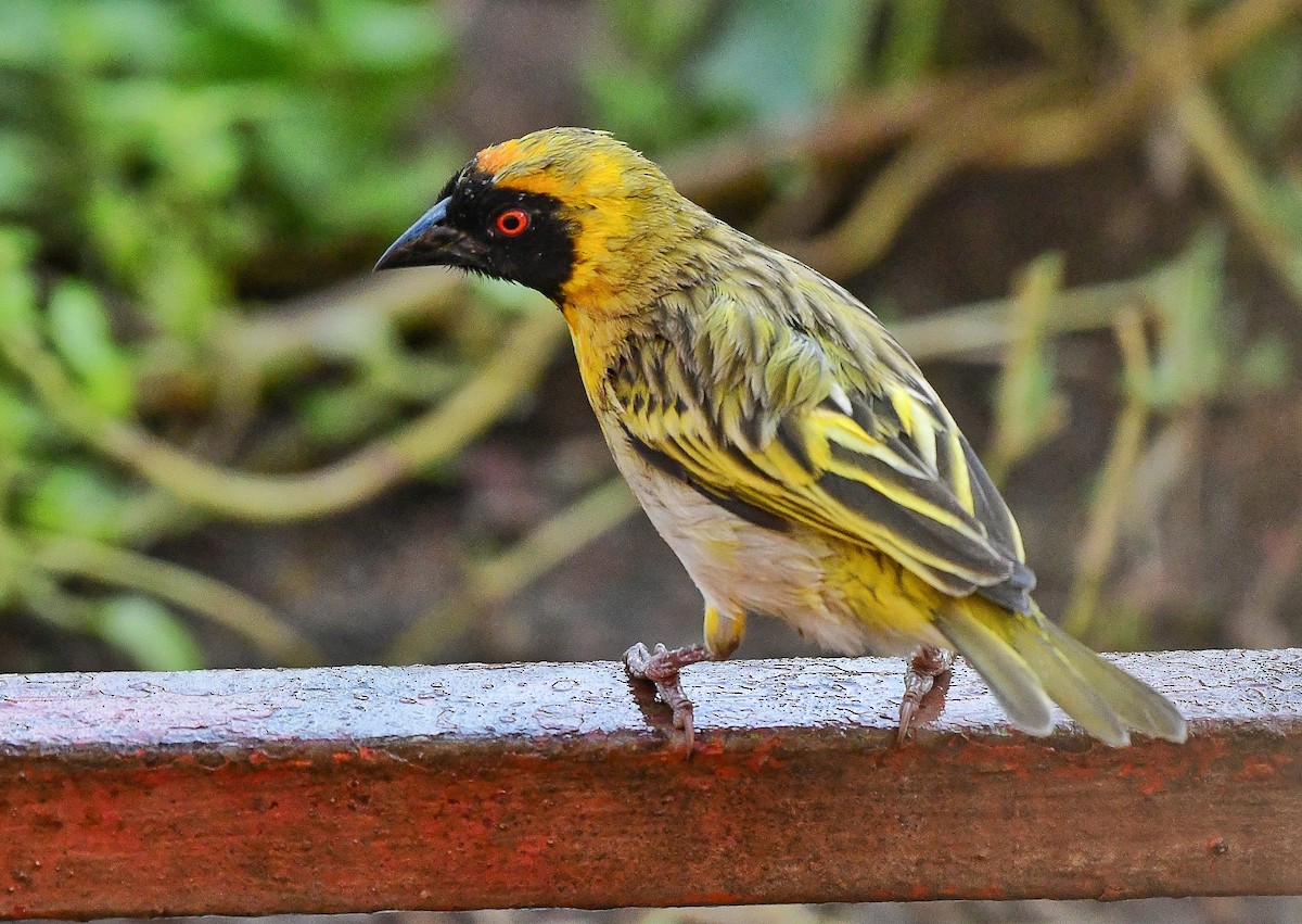 Southern Masked-Weaver - ML641544475