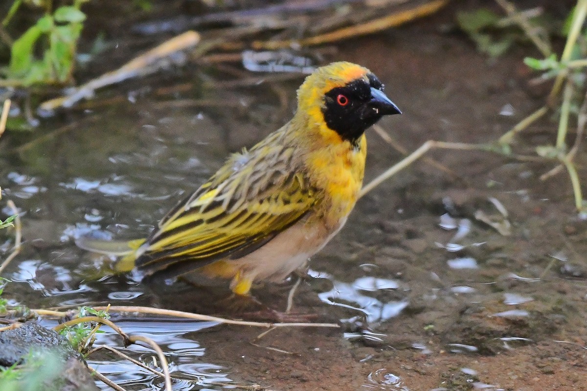 Southern Masked-Weaver - ML641544483