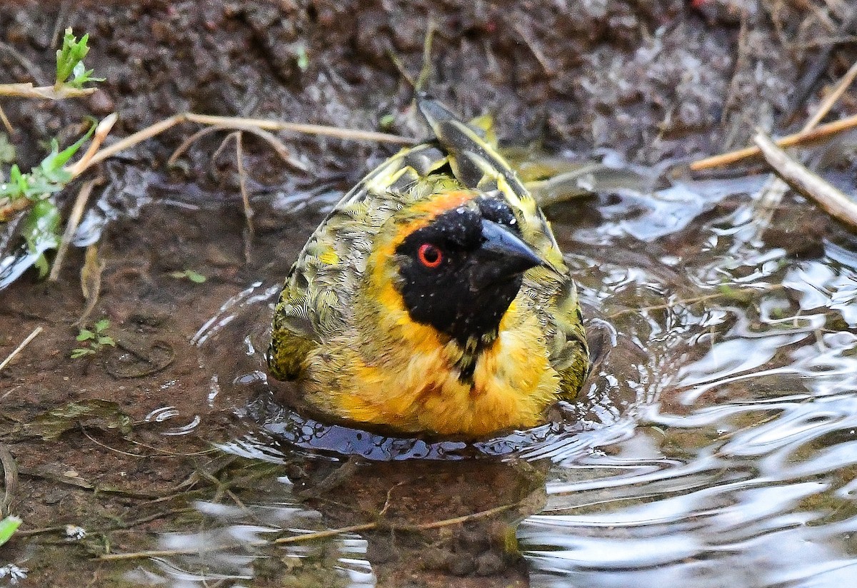 Southern Masked-Weaver - ML641544485