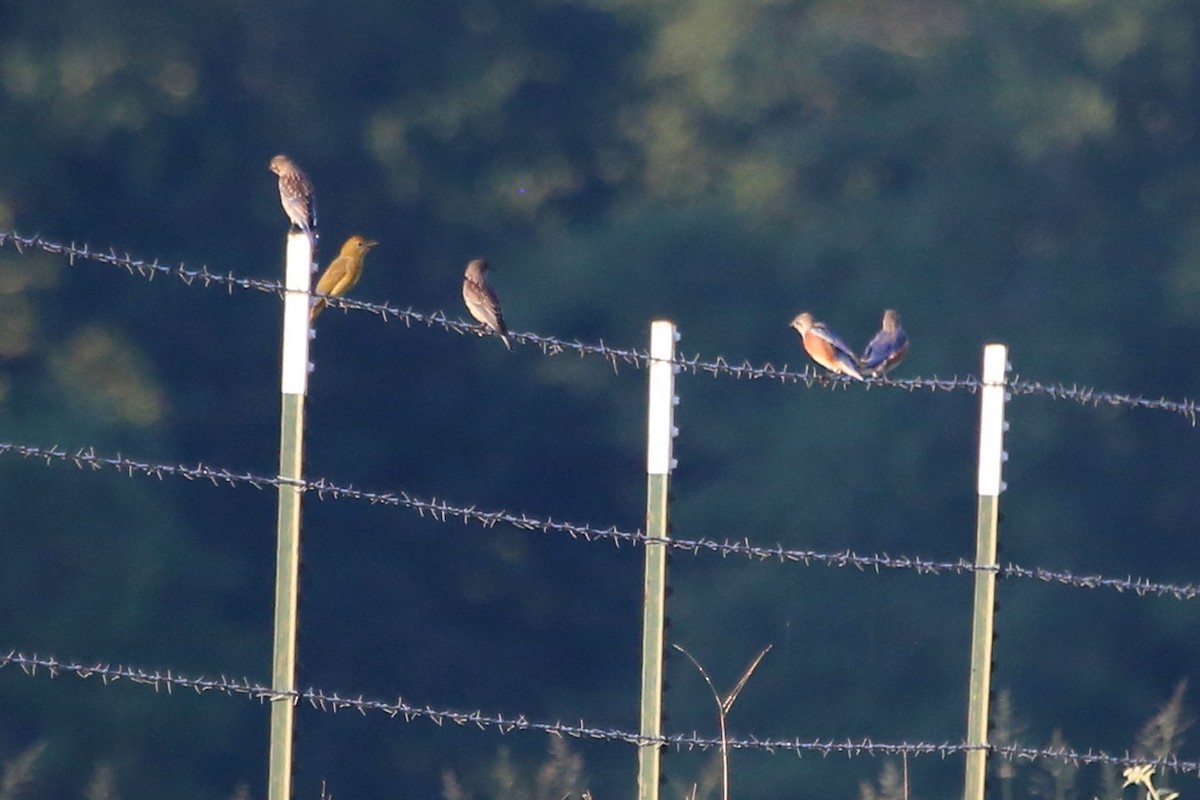 Summer Tanager - ML641544491