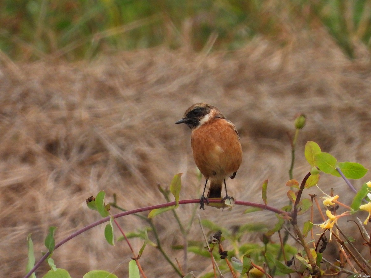 Трав'янка чорноголова - ML641544544