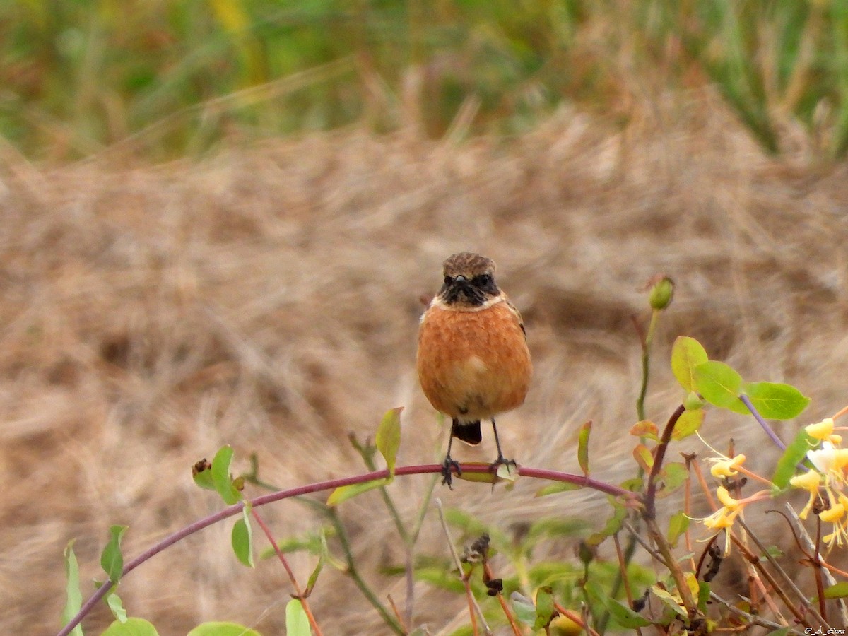 Трав'янка чорноголова - ML641544546