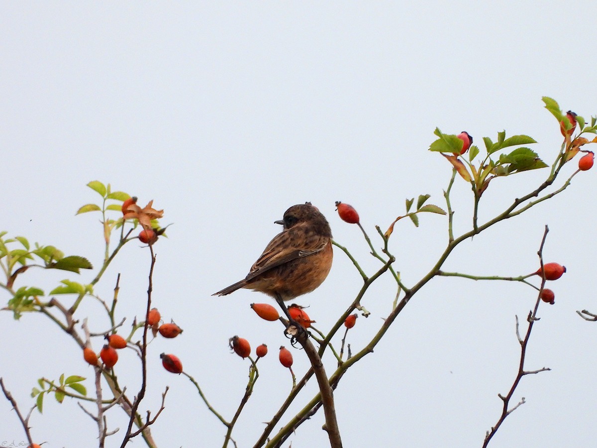 Трав'янка чорноголова - ML641544547