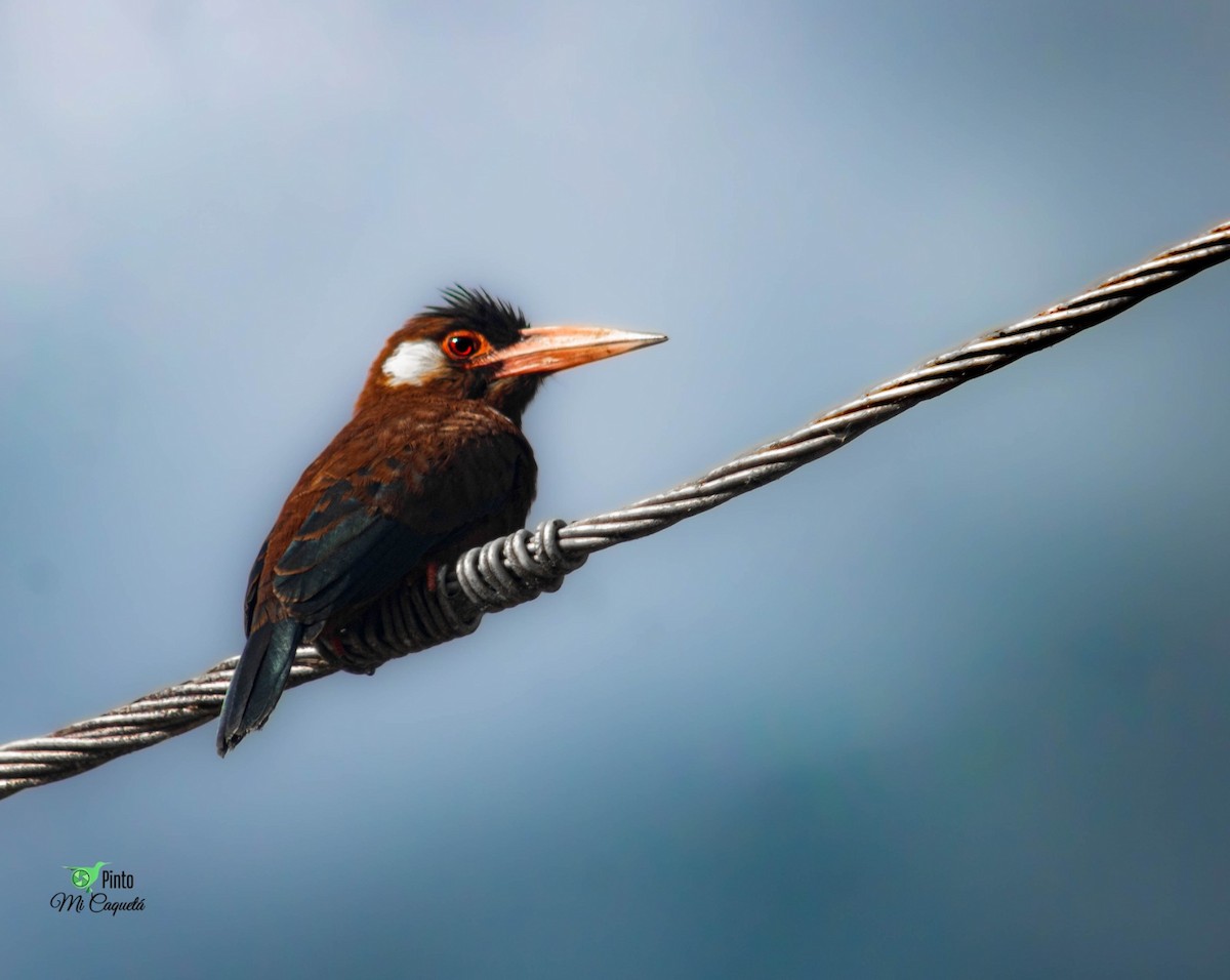 White-eared Jacamar - ML641544596