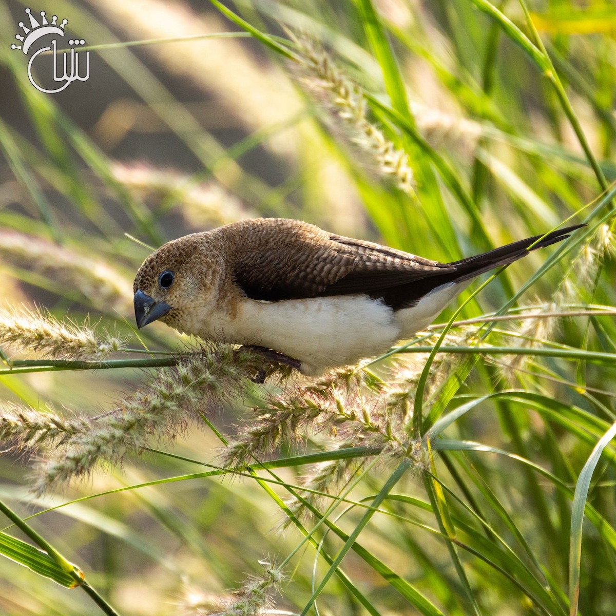 African Silverbill - ML641544601