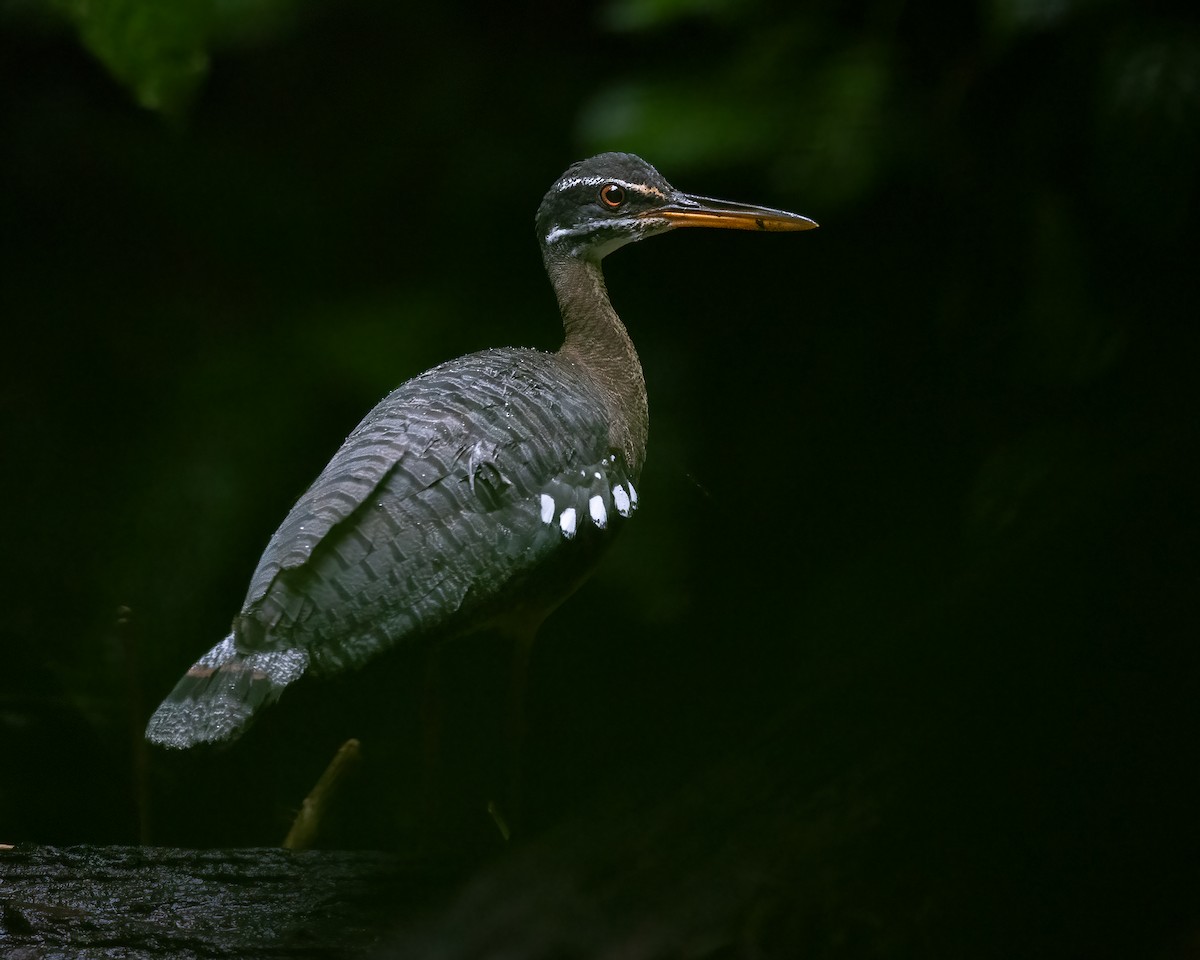 Sunbittern - ML641544610