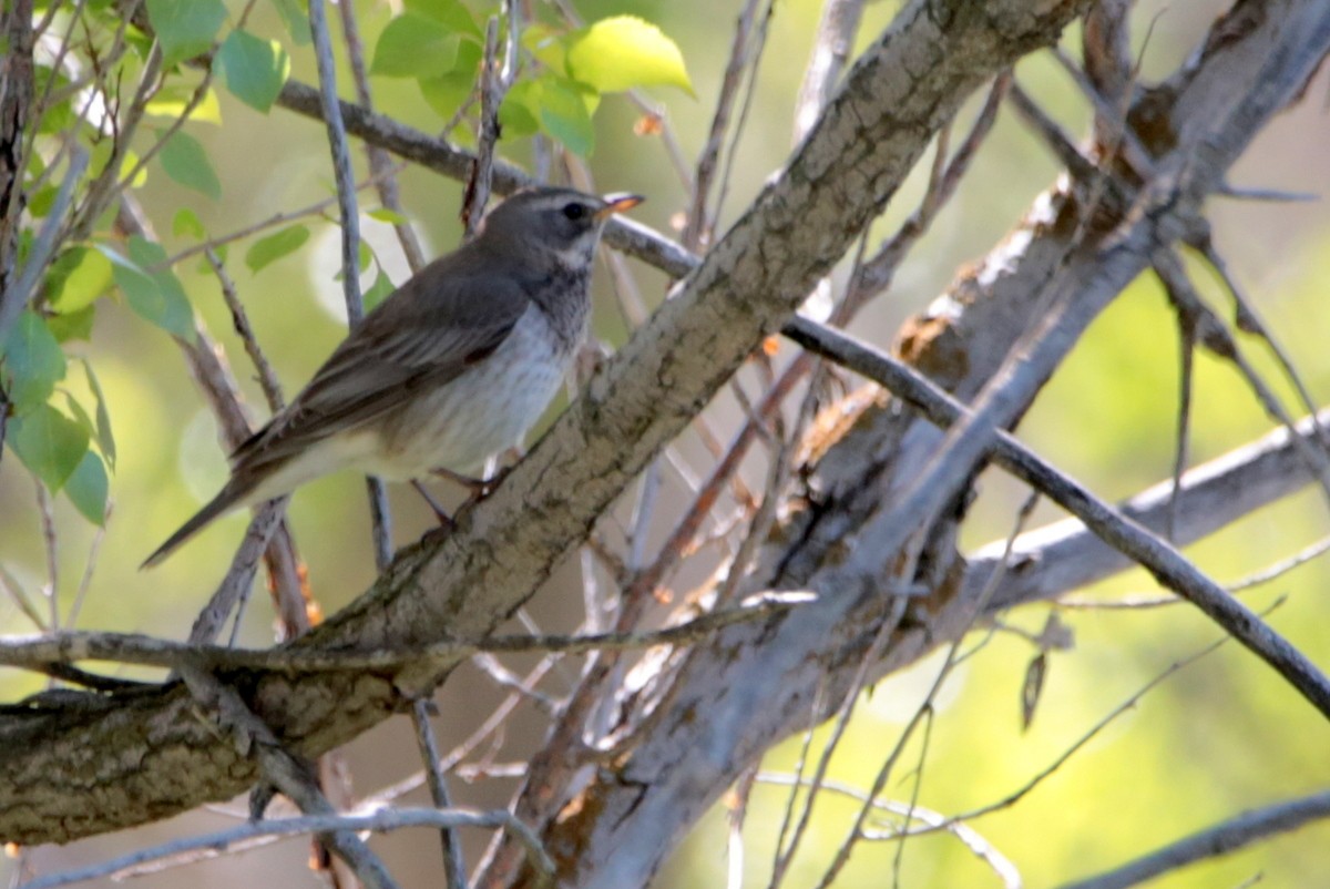 Black-throated Thrush - ML641544628