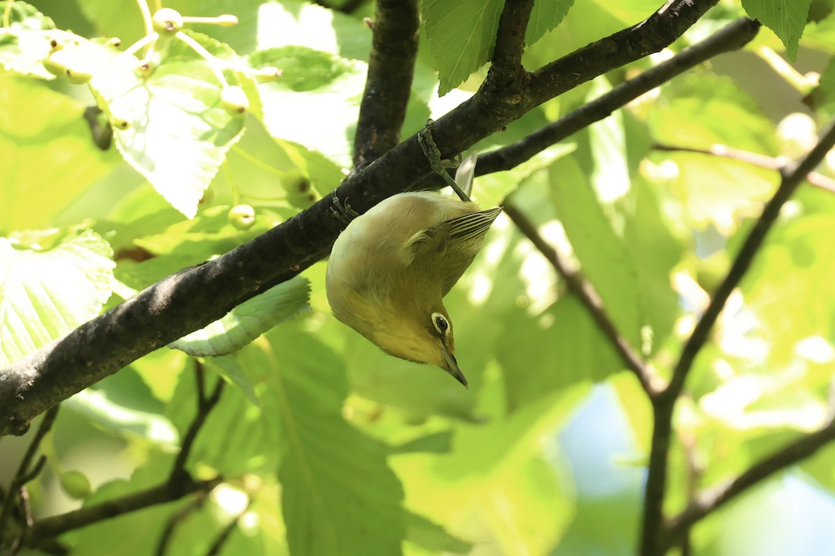 Warbling White-eye - ML641544655