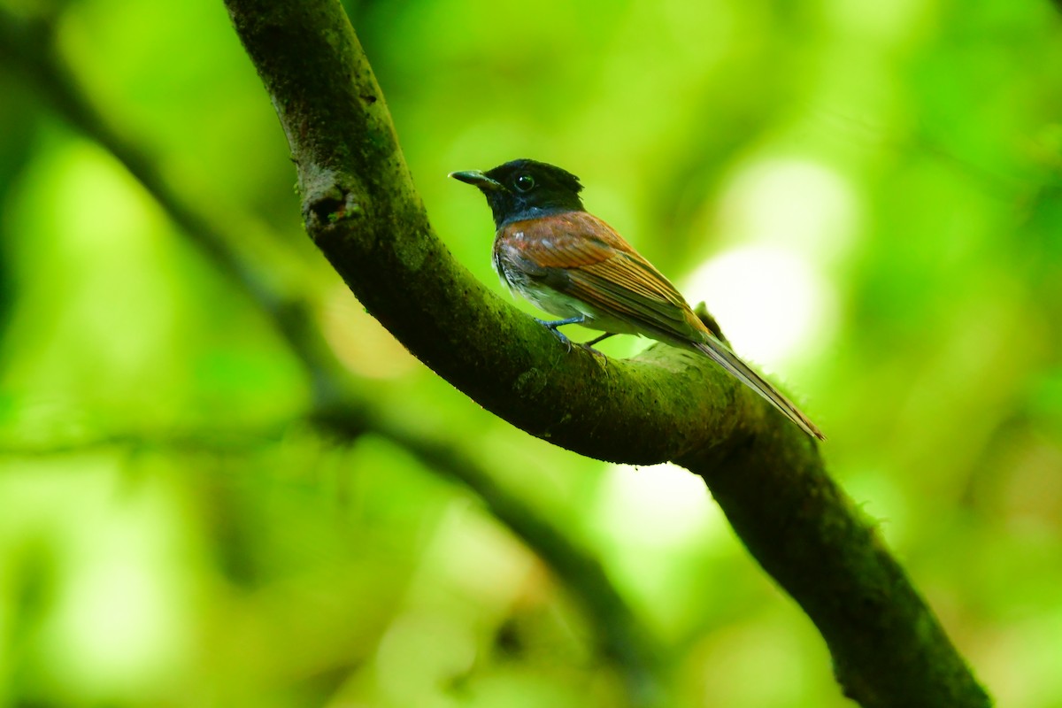 Black Paradise-Flycatcher - ML641544664