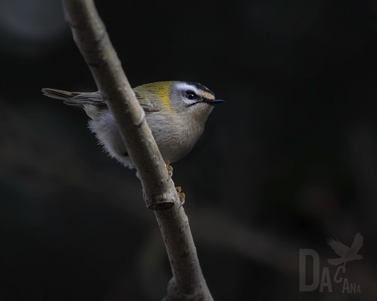 Common Firecrest - ML641544673
