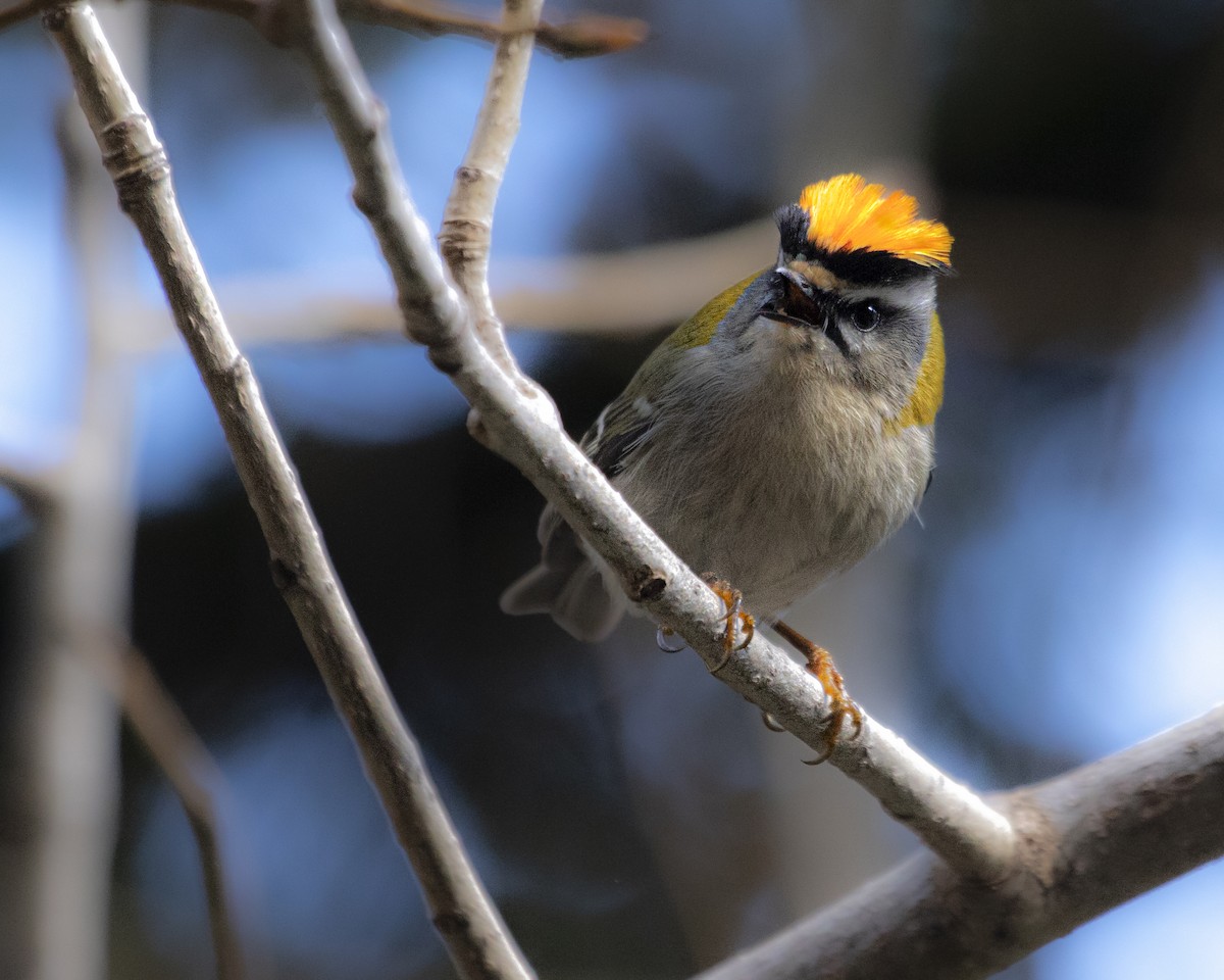 Common Firecrest - ML641544675