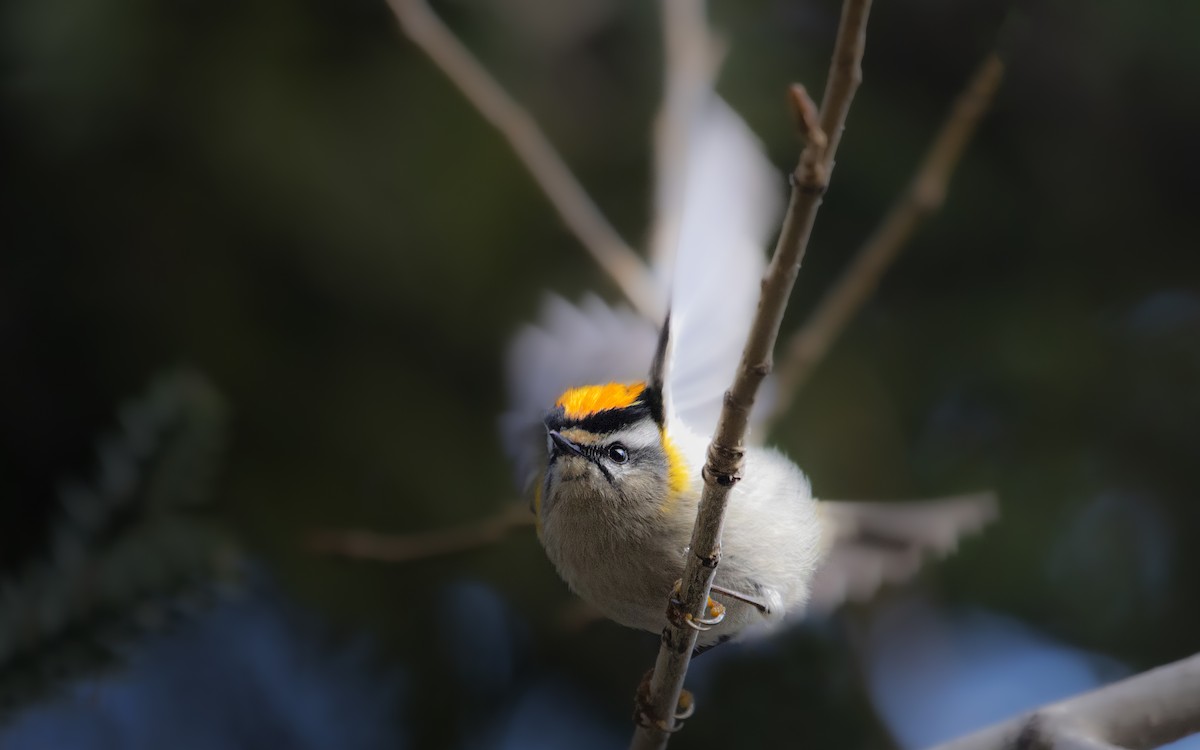 Common Firecrest - ML641544687