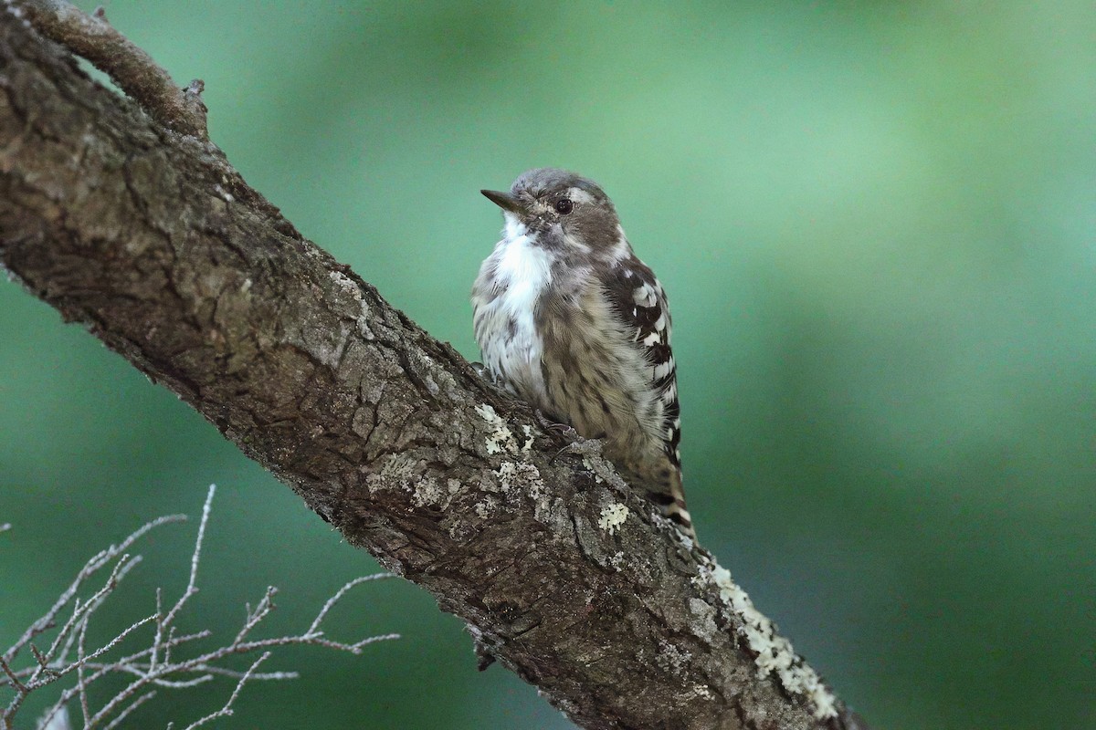 Japanese Pygmy Woodpecker - ML641544688