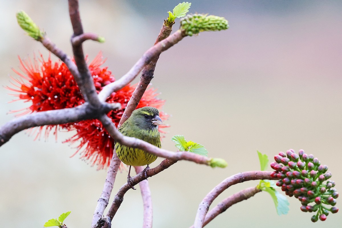 Forest Canary - ML641544693