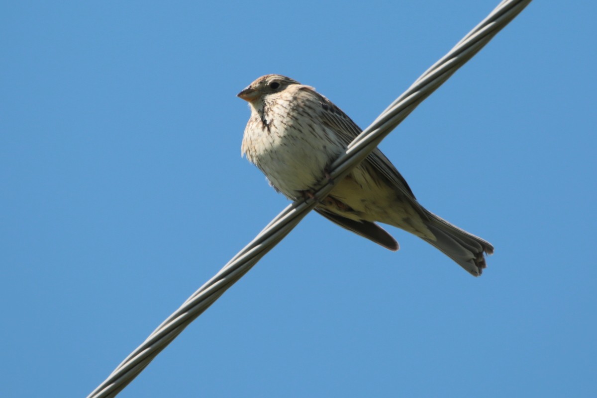 Corn Bunting - ML641544752