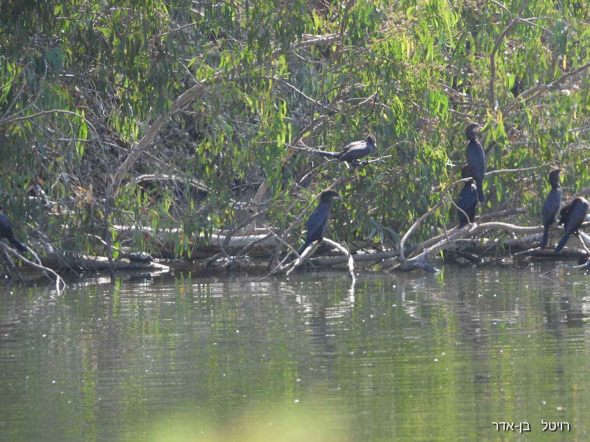 Pygmy Cormorant - ML641544822