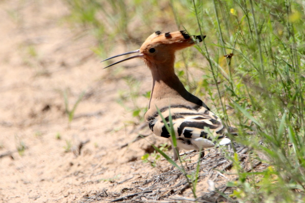 Eurasian Hoopoe - ML641544826